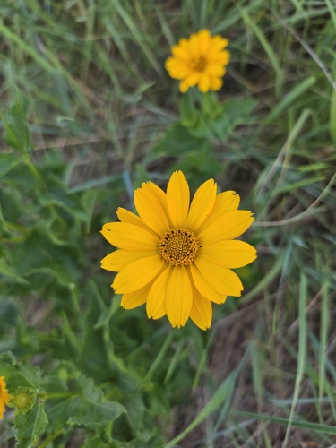false sunflower