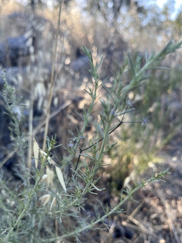 iNaturalist observation photo of California sagebrush