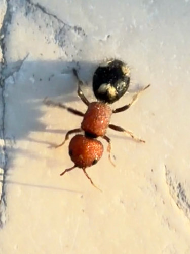 Five-spotted Velvet Ant