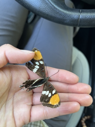 iNaturalist observation photo of California Sister