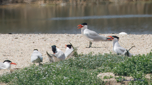 iNaturalist observation photo of Caspian Tern