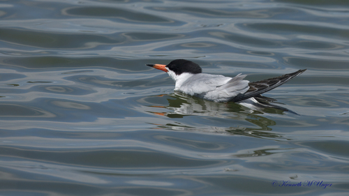 iNaturalist observation photo of Forster's Tern