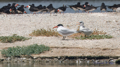 iNaturalist observation photo of Caspian Tern