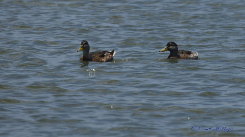 iNaturalist observation photo of Mallard