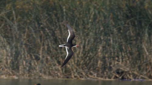 iNaturalist observation photo of Black Skimmer