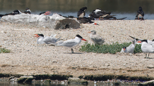 iNaturalist observation photo of Caspian Tern