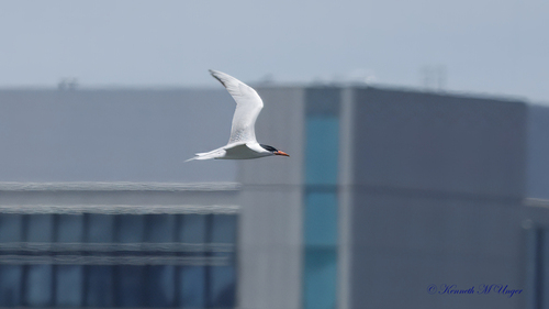 iNaturalist observation photo of Caspian Tern