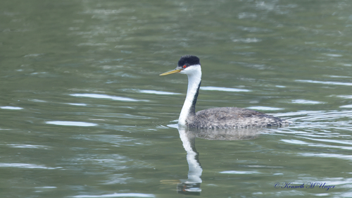 iNaturalist observation photo of Western Grebe