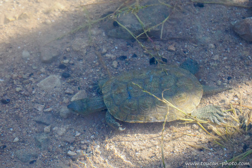 Mediterranean Turtle