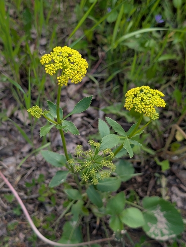 heart-leaf golden Alexanders