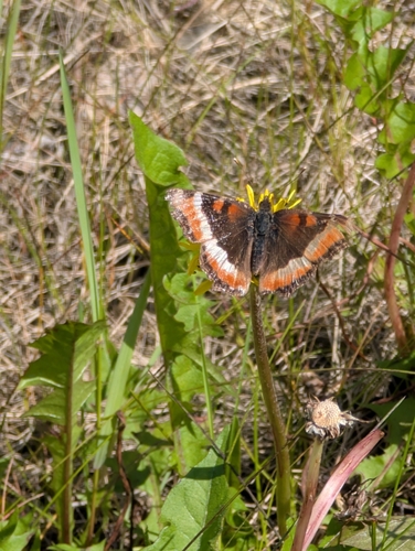 Milbert's Tortoiseshell