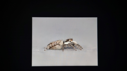 Half-edged Wall Jumping Spider