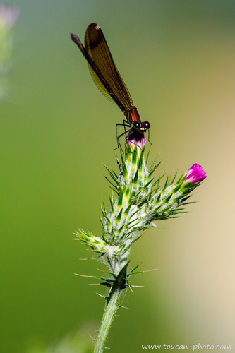 Copper Demoiselle