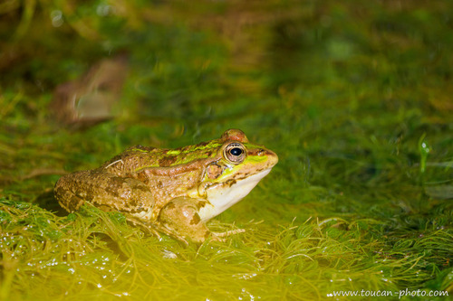 Sahara Frog