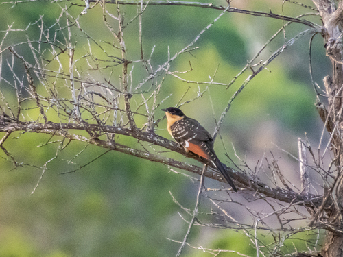 Great Spotted Cuckoo
