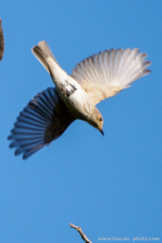 Spotted Flycatcher