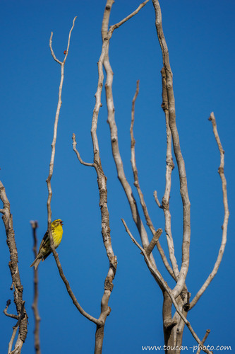 European Serin