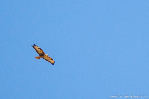 Atlas Long-legged Buzzard