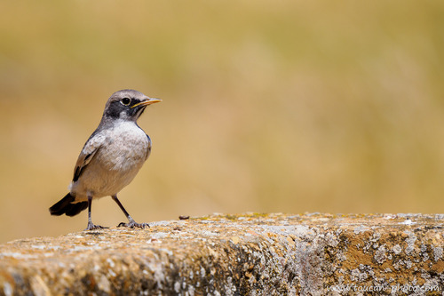 Red-rumped Wheatear