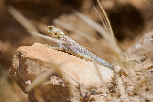 Bibron's Agama