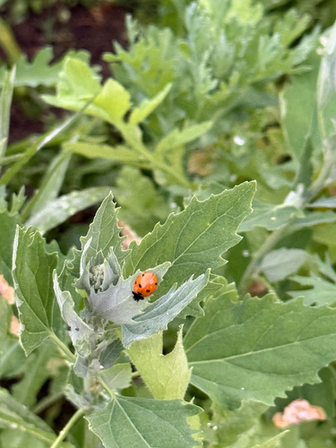 Seven-spotted Lady Beetle