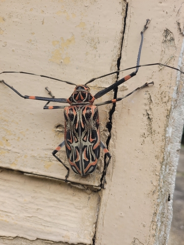 Harlequin Beetle