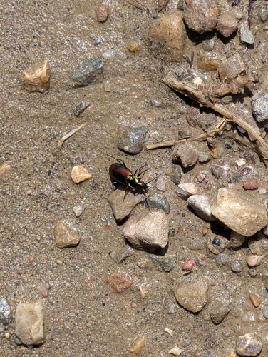 Elegant Purple-green Agonum Beetle