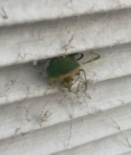 Southern Green Stink Bug