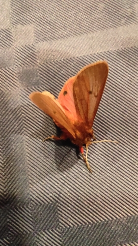Ruby Tiger Moth
