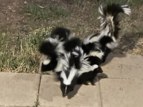 Striped Skunk