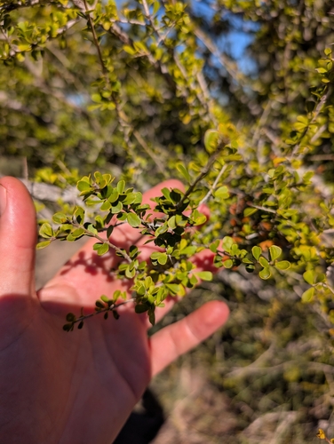 Wallaby Apple