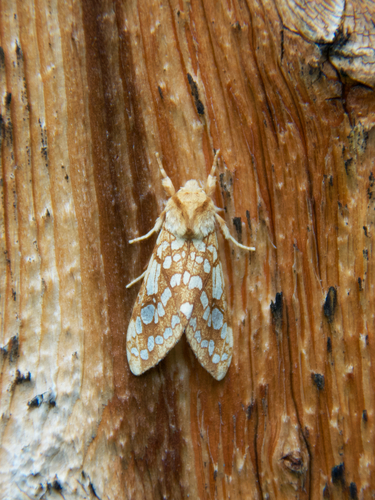 Hickory Tussock Moth