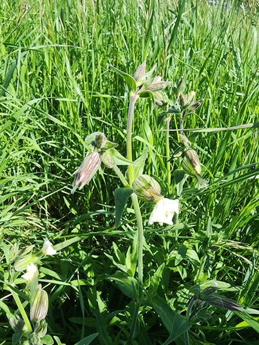 white campion