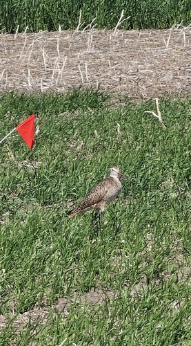 Marbled Godwit
