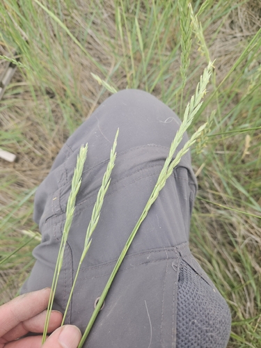 Western Wheatgrass