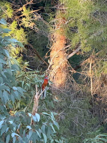 Crimson Rosella