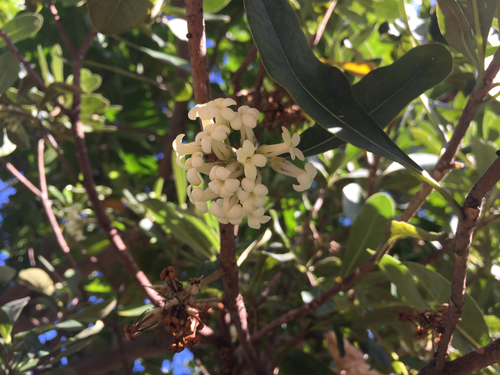 Pittosporum confertiflorum