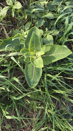 common milkweed