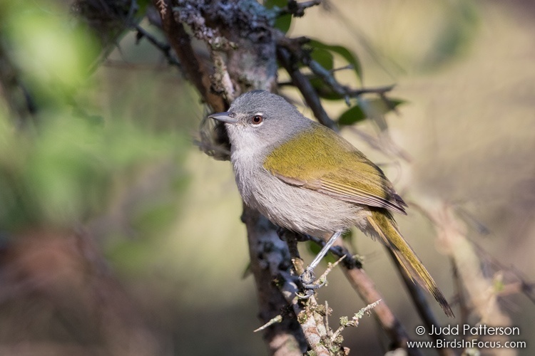 Green-tailed Warbler photo
