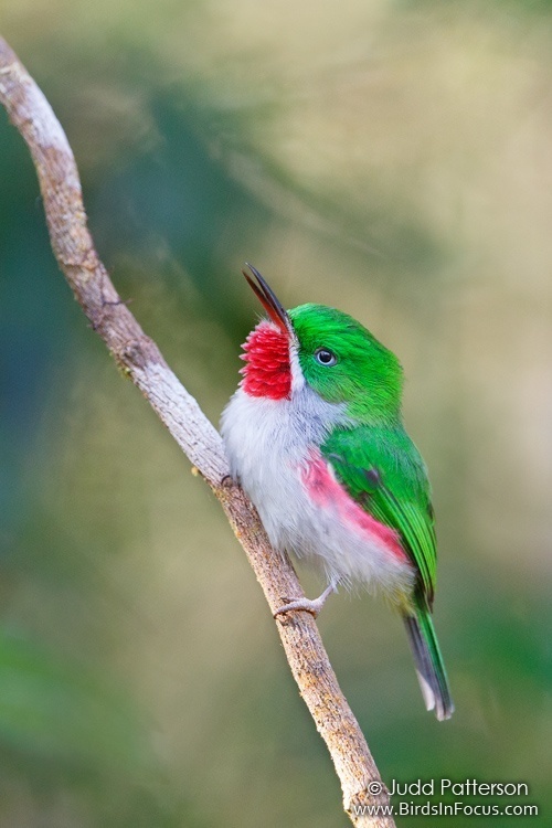 Narrow-billed Tody (Todus angustirostris) photo