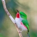 Narrow-billed Tody - Photo (c) Judd Patterson, all rights reserved