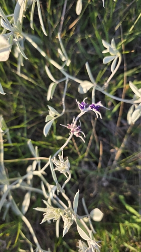 silvery scurfpea