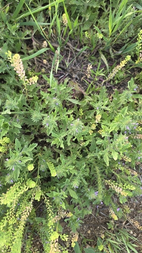 Bigbract Verbena