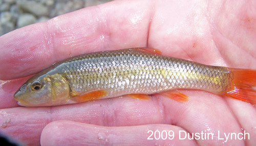 Redspot Chub