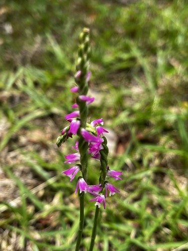 austral ladies'-tresses