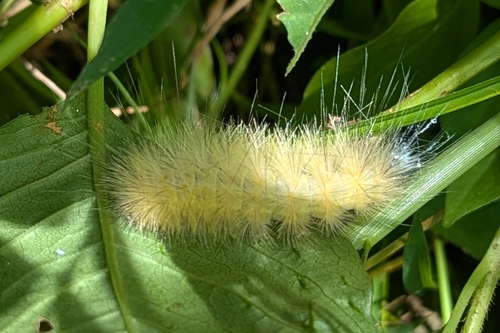 Virginian Tiger Moth