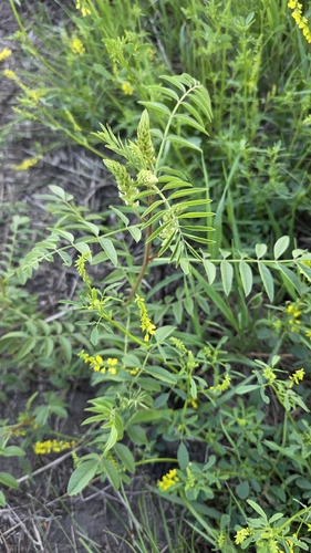 Wild Licorice