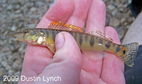 Ozark Logperch
