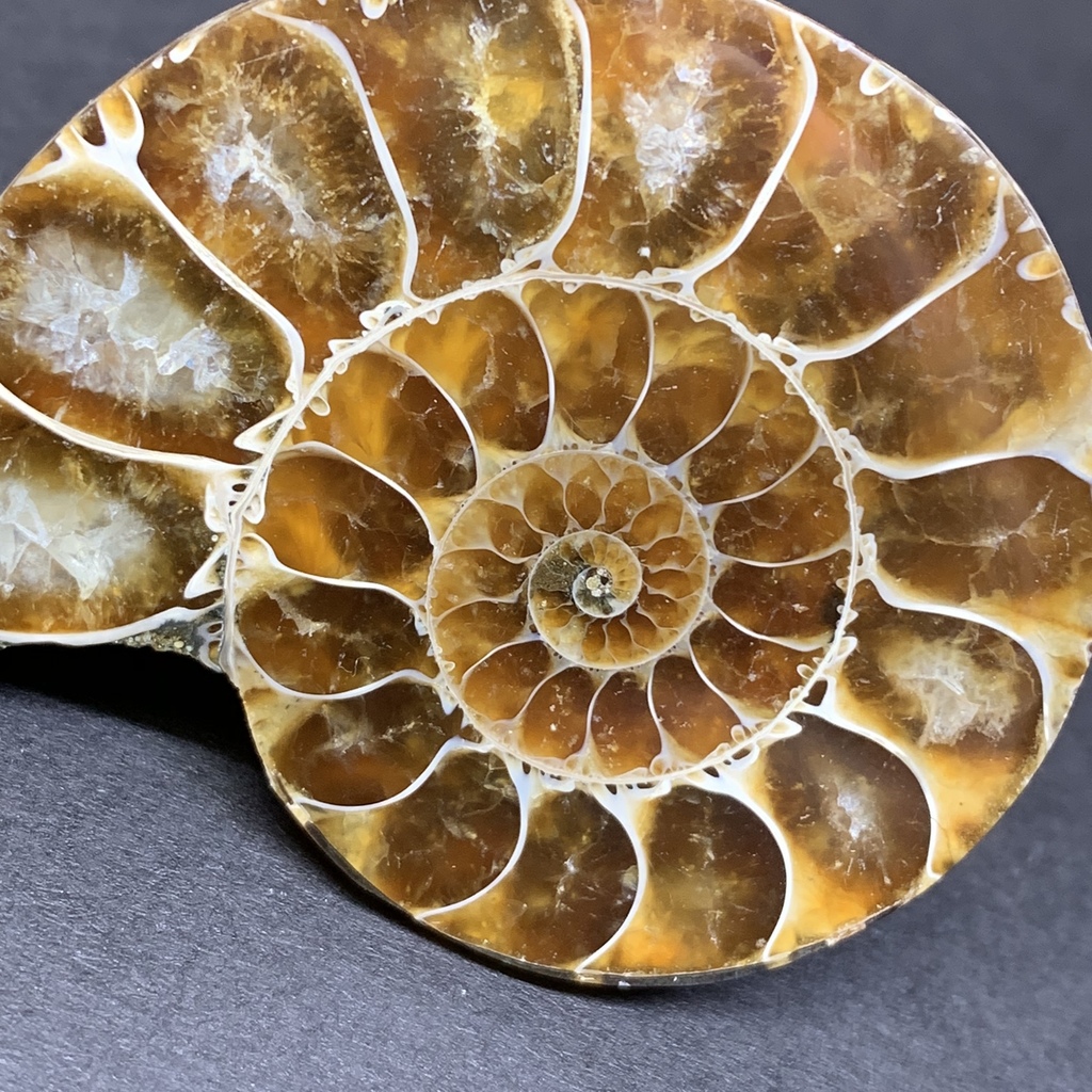 Ammonite (Fossil) (Marine Biodiversity Collection) · iNaturalist