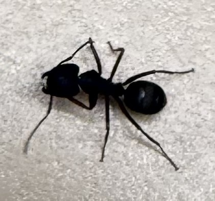 iNaturalist observation photo of Western Black Carpenter Ant